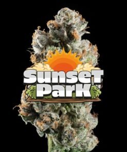 Sunset Park Indica