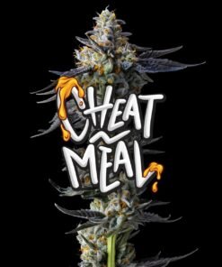 Cheat Meal Sativa