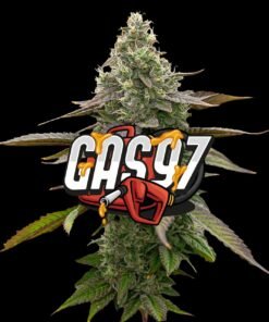 Gas '97 Indica