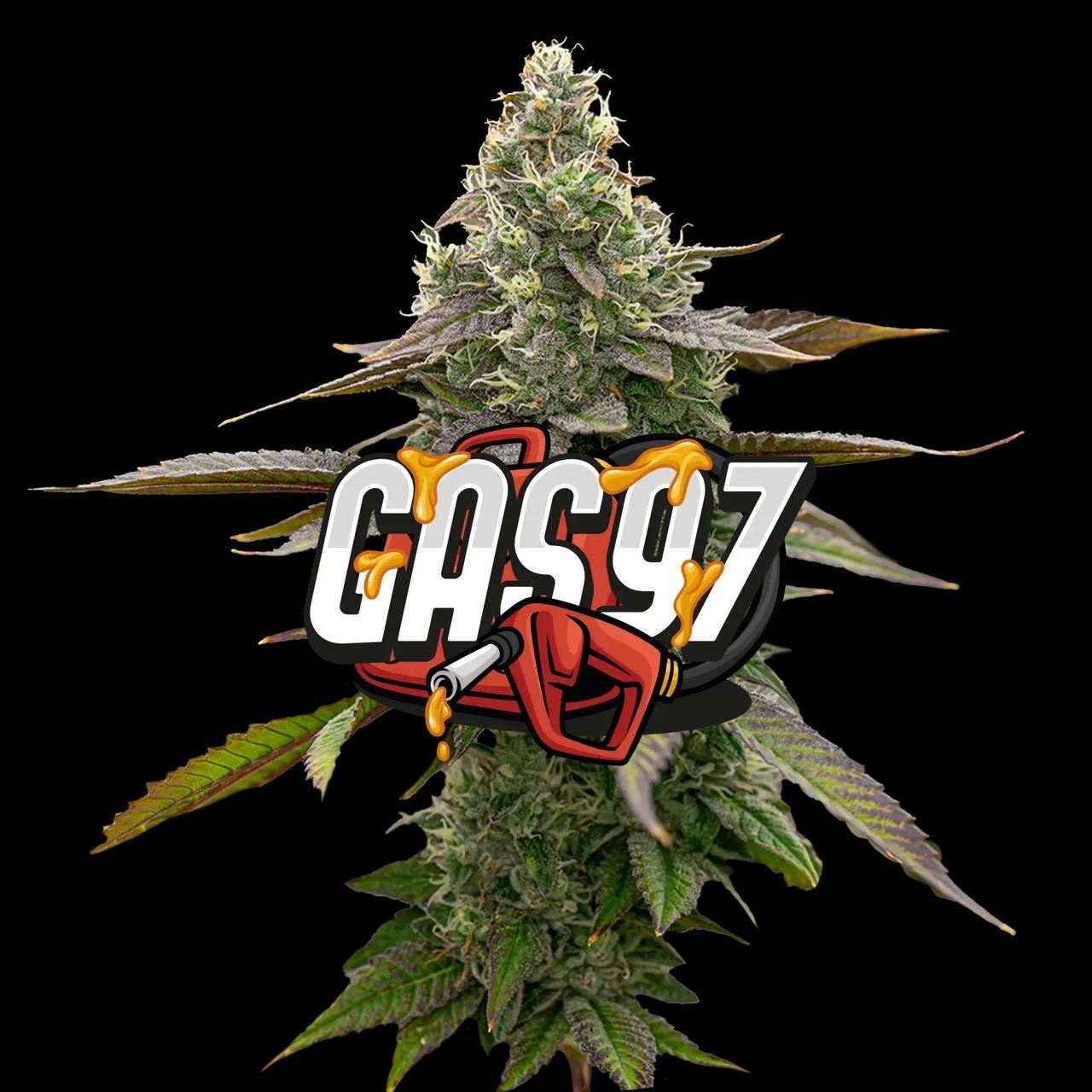 Gas '97 Indica