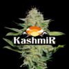 Kashmir Indica