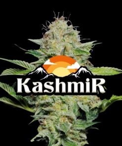 Kashmir Indica